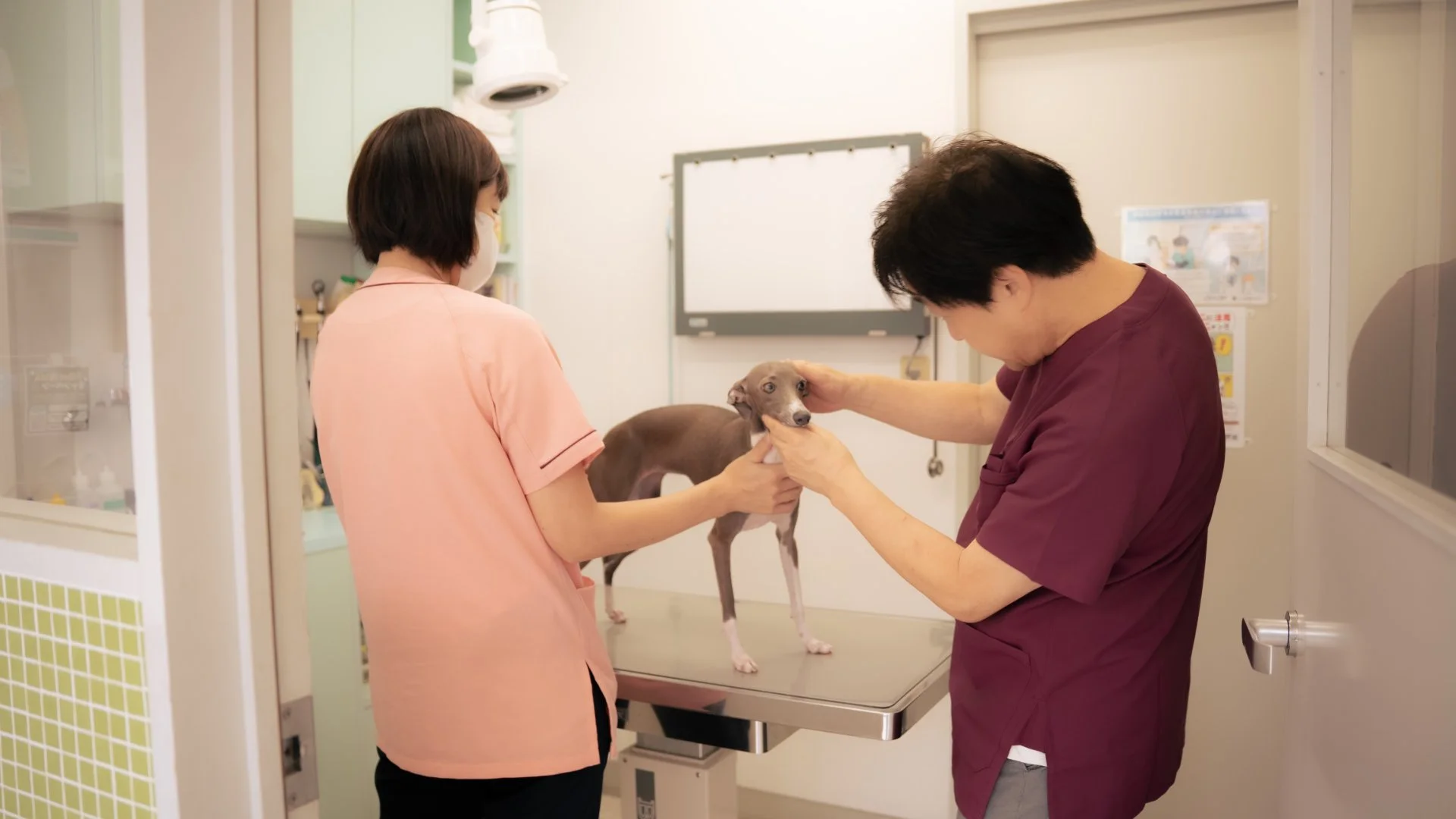 診察台の犬に聴診器を当てて状態を確認する獣医師の手元