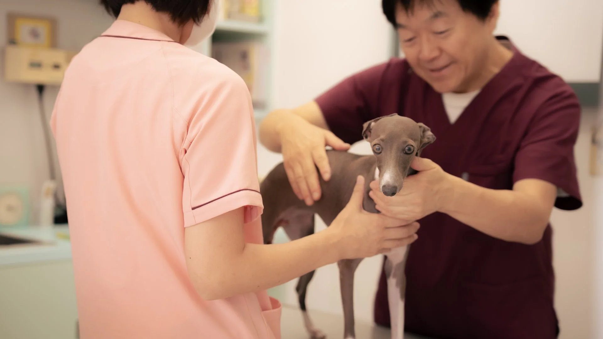 診察台の上で獣医師に体調を確認される小型犬
