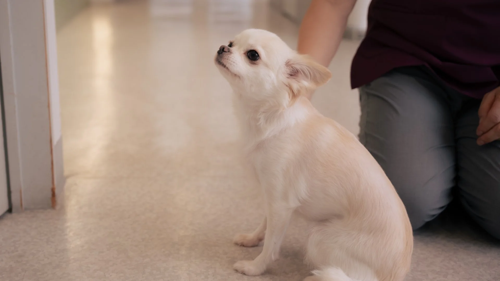 犬の口元と前足をやさしく確認する診察中の手元